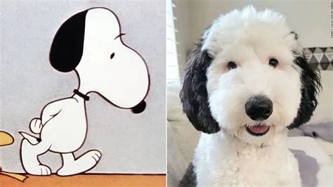 real life snoopy dog breed|This Snoopy Look